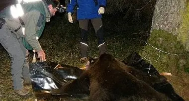 La Provincia di Trento: \"Orso Dino ucciso con regolare autorizzazione, collare troppo stretto\"