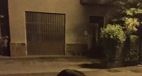 Un cinghiale a spasso tra le case di Storo