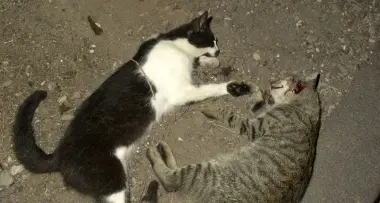 Roveré della Luna, strage di gatti