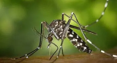 Zanzare tigre all'attacco anche nel mese di settembre