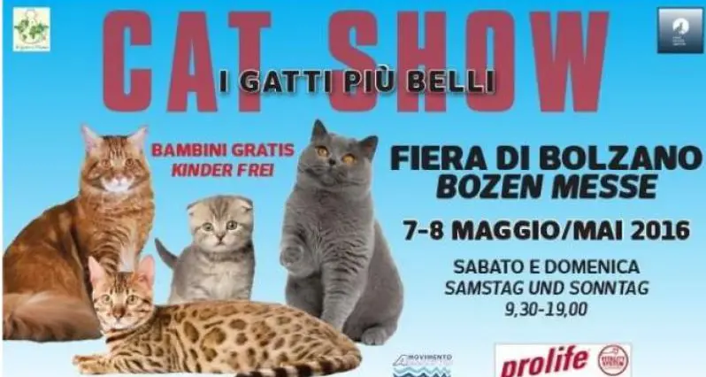 Una grande mostra per gli amanti dei gatti