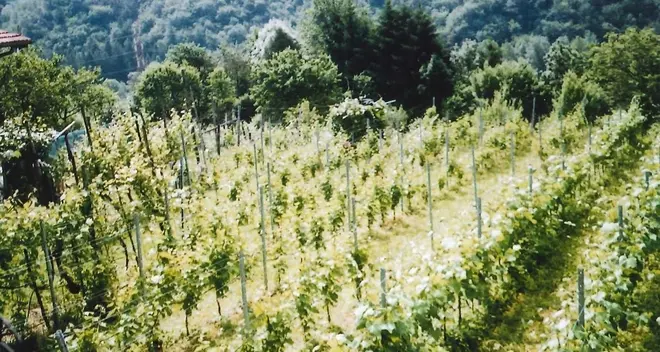 Giudicarie, boom della vite «bio»