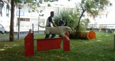 Bocconi avvelenati, sos cani
