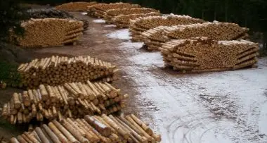 Il maxi sequestro della falsa legna
