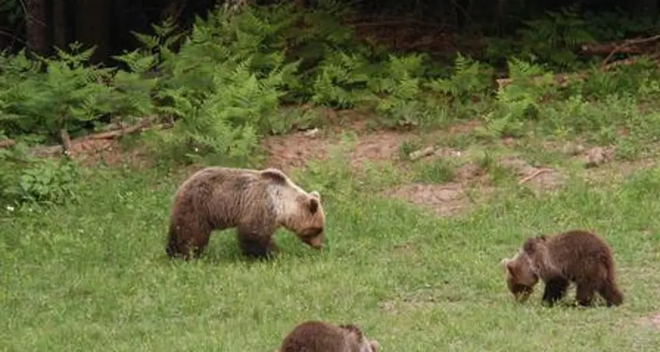 Blitz animalista al Casteller: \"Daniza libera\"