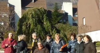 Cedri abbattuti, scoppia la protesta a Ravina