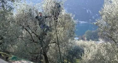 Poche (ma buone) le olive trentine