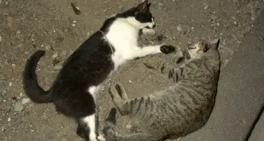 Strage di gatti col veleno per topi