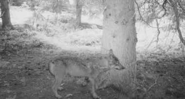 Il lupo sui monti al confine con il Trentino - VIDEO