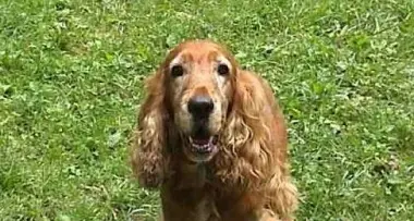 Cane maltrattato, addio eredità