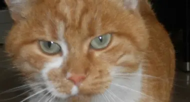 Gatto colpito con la freccia di una balestra