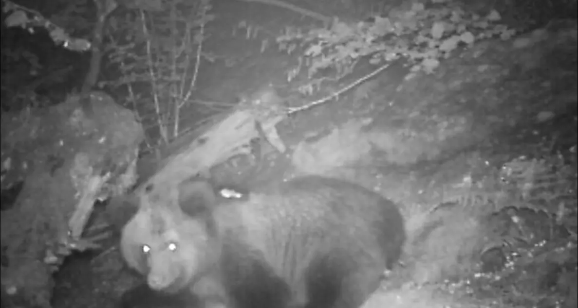 Uno degli orsetti di Daniza ha perso il radiocollare