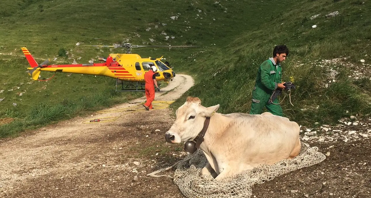 Avio, mucca precipita nel dirupo: salvata con l’elicottero