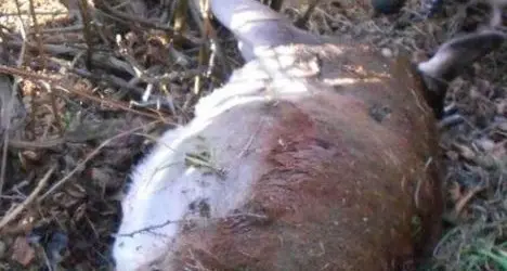 Abbatte una cerva adulta e la nasconde