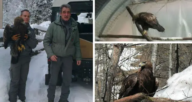 Aquila reale salvata sopra Rabbi