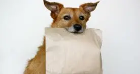La vaschetta per il cane? Al ristorante è un “diritto”