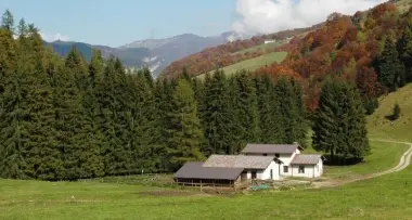 Baldo, rasa al suolo la pineta