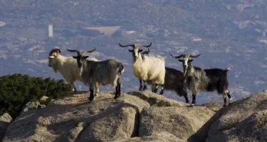 E' «caccia grossa» alle capre