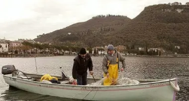 Garda: stop alla pesca di «aole» e carpioni