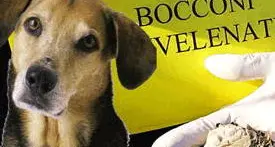 Cani e bocconi avvelenati: allarme a Vigolo Vattaro