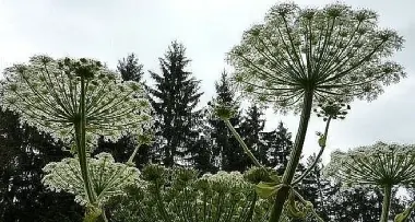 Erba velenosa, prati in quarantena