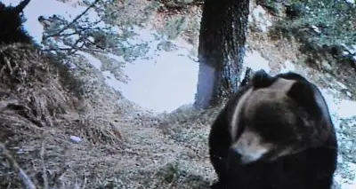 Belluno: dopo Dino compare un nuovo orso, si chiama Cesare
