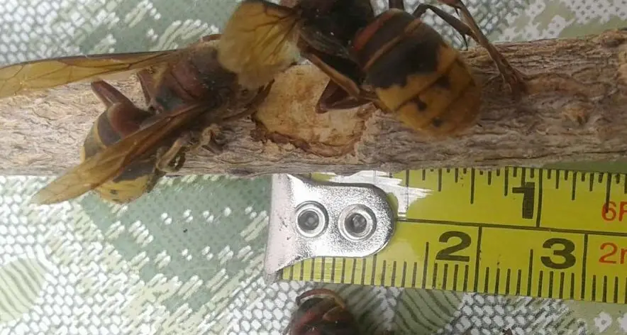 Sos per il “calabrone asiatico”
