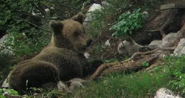 Orsi in Trentino: ora sono 33
