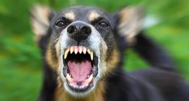 Pesta zampa a cane che lo morde