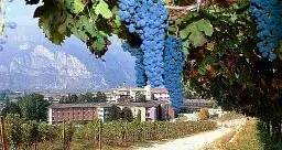 \"Confusione sessuale\", dal Trentino la cura per i vigneti della Napa Valley