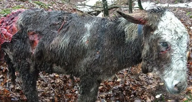 L’orso «M4» è tornato, cercava i cavalli