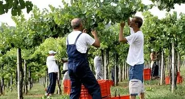Vendemmia e controlli: «Ci vuole buonsenso»