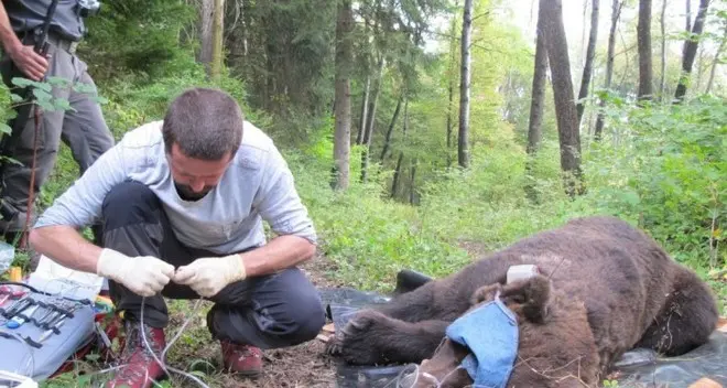 Orso catturato e poi liberato col collare