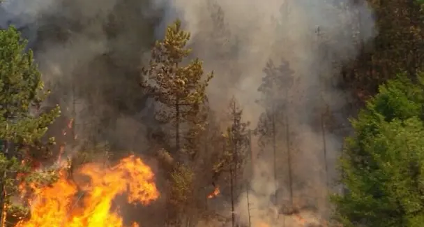 Si incendia una catasta, bosco in fiamme