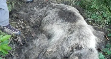 Caderzone, trovato un orso morto