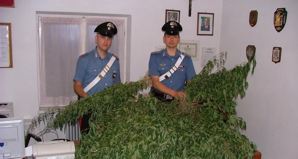 Coltiva cannabis in casa d'altri, denunciato