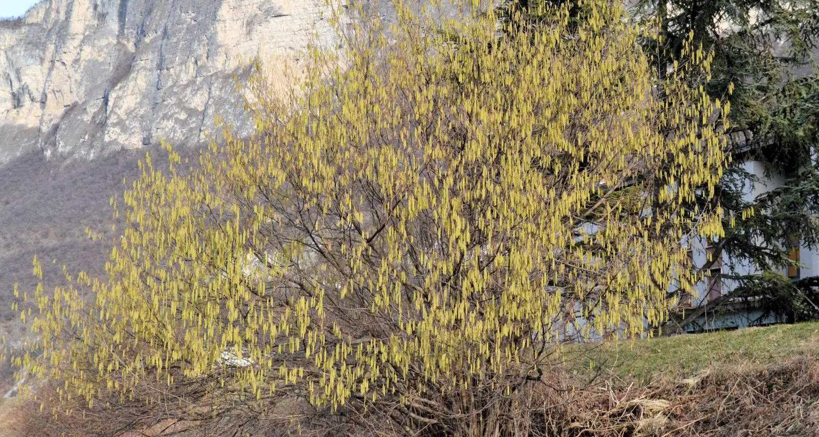 La primavera è in arrivo: e tornano le allergie