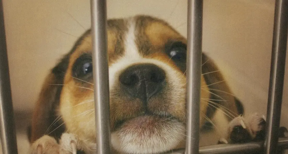 Meno cani nei canili: il calo è del 40%