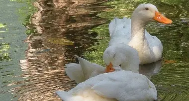 La poesia dei due cigni riflessi nell'acqua