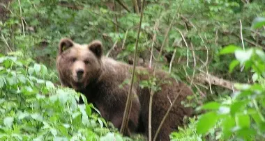Val Rendena: «C'era l'orso sulla soglia di casa»