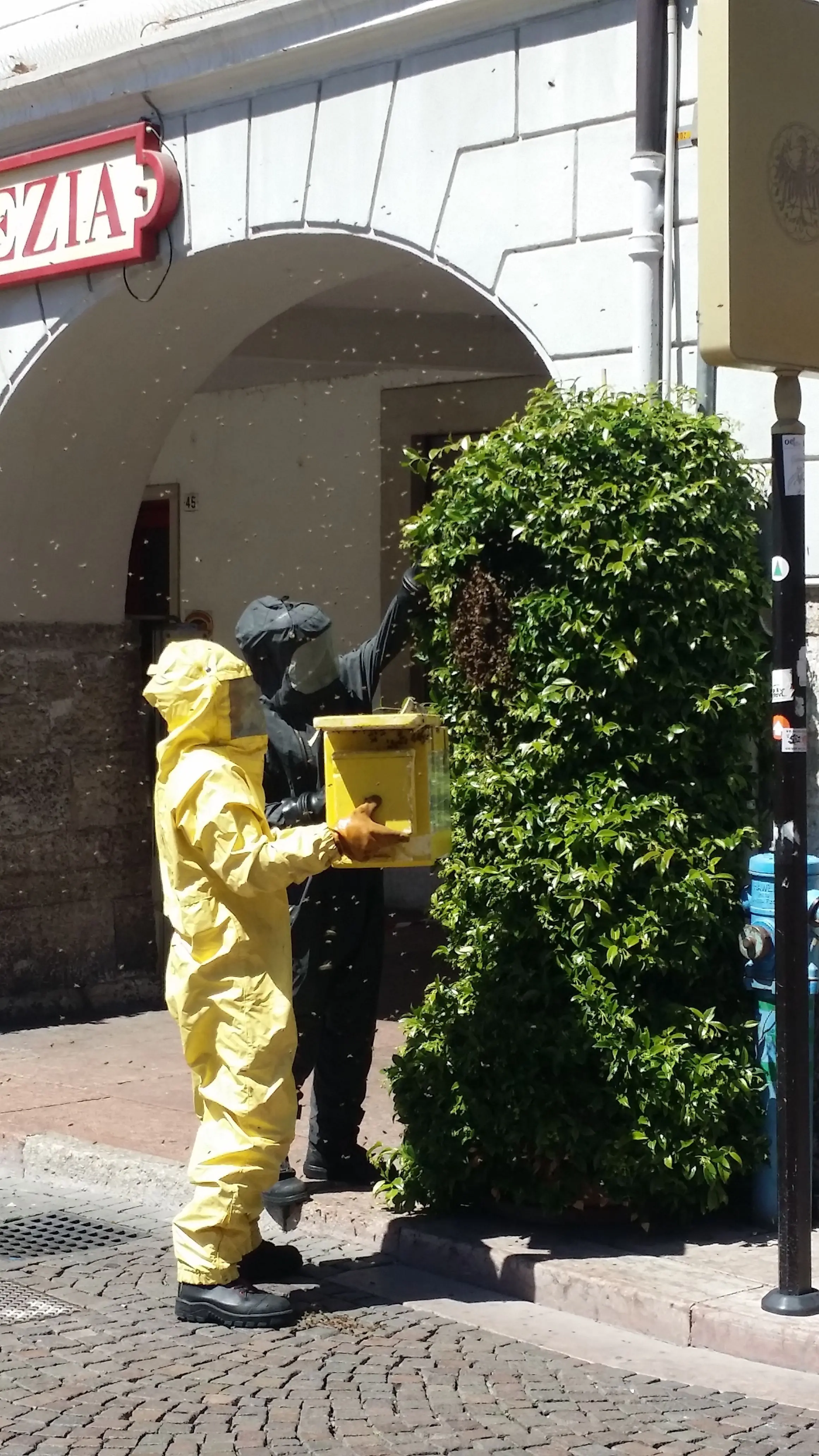 Le api invadono piazza Duomo, arrivano i pompieri