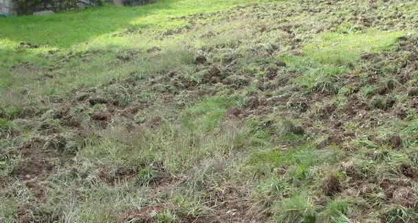 Da inizio anno abbattuti 70 cinghiali
