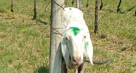 Abbandono di animali, pastore condannato a pagare 3.500 euro