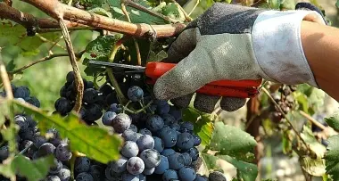 Vendemmia, crollo della produzione