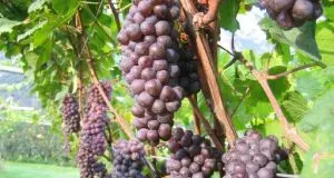 Vendemmia, in Trentino la raccolta è calata del 4,4%