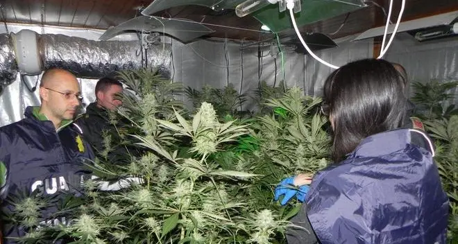 Piantagione di marjuana in casa: denunciato