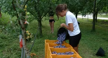 La susina di Dro conquista la Dop