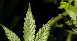Trento, scarcerato il gestore del sitomarijuana.it: vendere semi non è reato