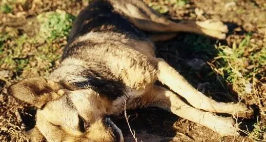 Bocconi avvelenati a Povo: un cane morto, uno grave