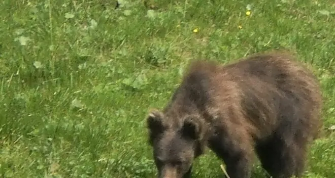 Manifestazione contro l’orso targata Lega